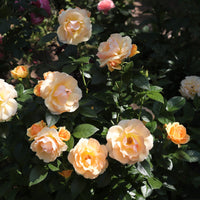 Rosa HANSESTADT ROSTOCK®