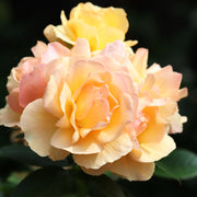 Rosa HANSESTADT ROSTOCK®