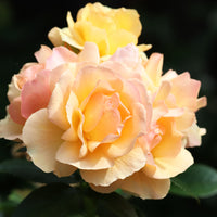 Rosa HANSESTADT ROSTOCK®