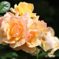 Rosa HANSESTADT ROSTOCK®