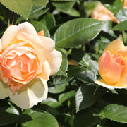 Rosa HANSESTADT ROSTOCK®
