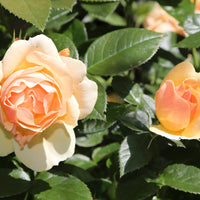 Rosa HANSESTADT ROSTOCK®