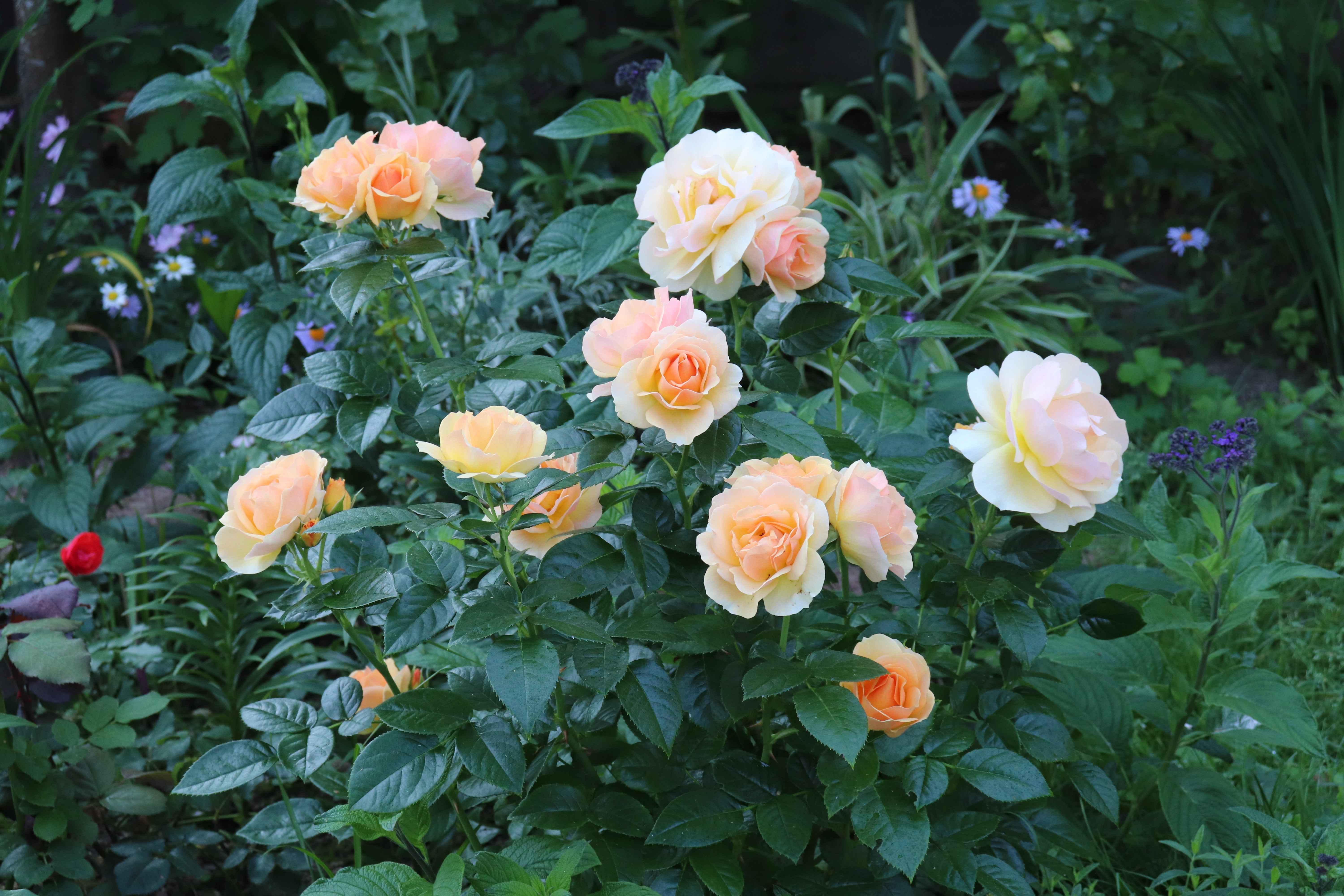 Rosa HANSESTADT ROSTOCK®