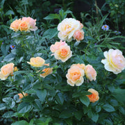 Rosa HANSESTADT ROSTOCK®