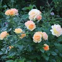 Rosa HANSESTADT ROSTOCK®