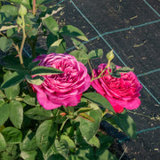 Rosa HEIDI KLUM ROSE