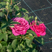 Rosa HEIDI KLUM ROSE