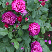 Rosa HEIDI KLUM ROSE
