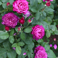 Rosa HEIDI KLUM ROSE