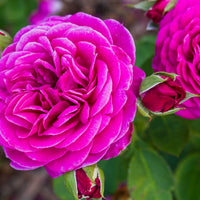 Rosa HEIDI KLUM ROSE