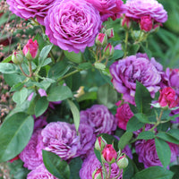 Rosa HEIDI KLUM ROSE