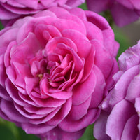 Rosa HEIDI KLUM ROSE