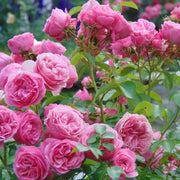 Rosa HOME & GARDEN