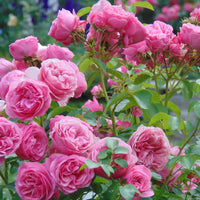 Rosa HOME & GARDEN
