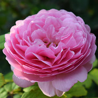Rosa HOME & GARDEN