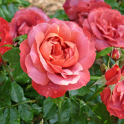 Rosa HOT CHOCOLATE