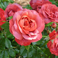 Rosa HOT CHOCOLATE