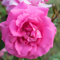 Rosa I AM GRATEFUL