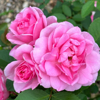Rosa I AM GRATEFUL