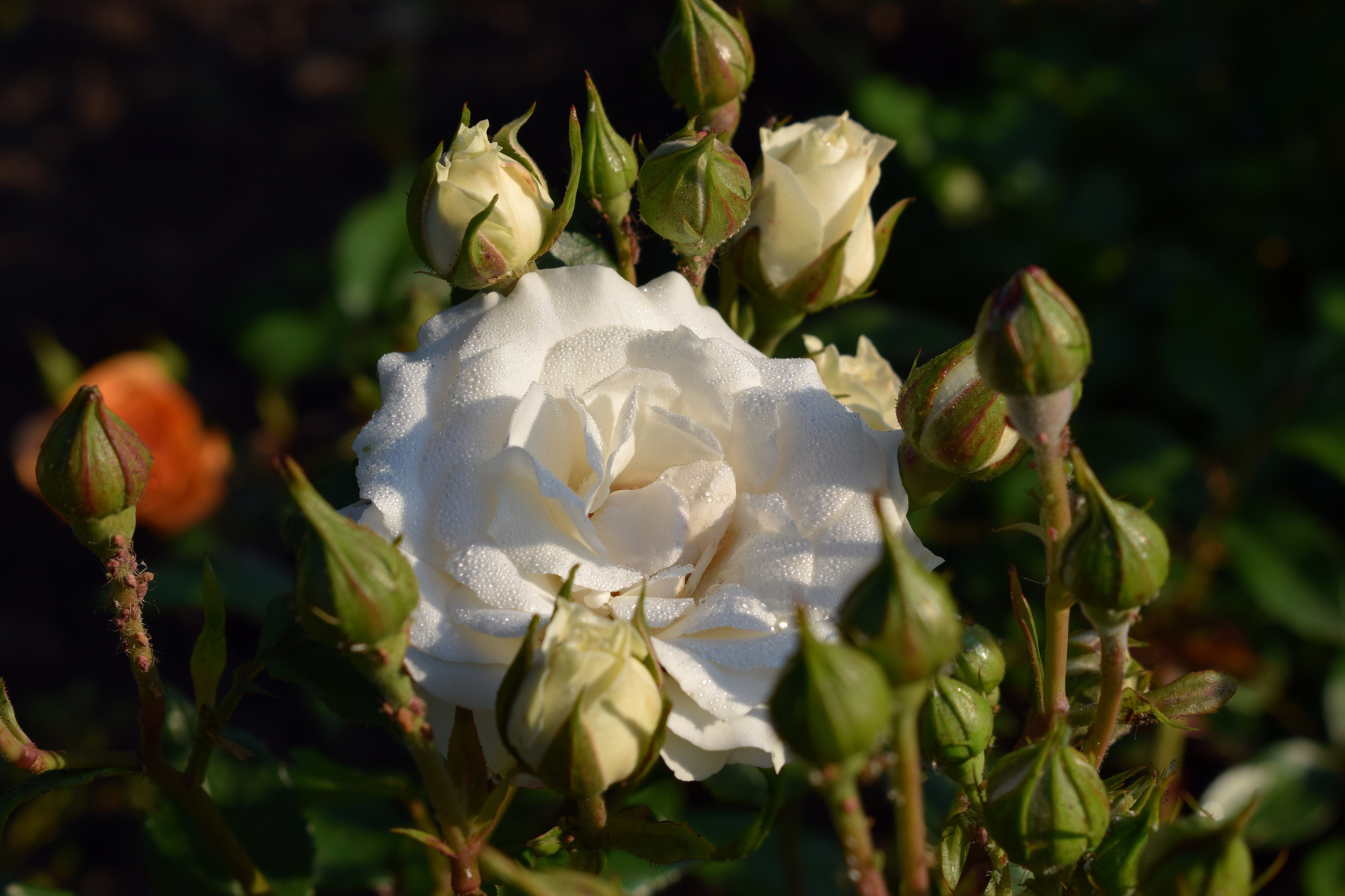 Rosa GRÅSTEN