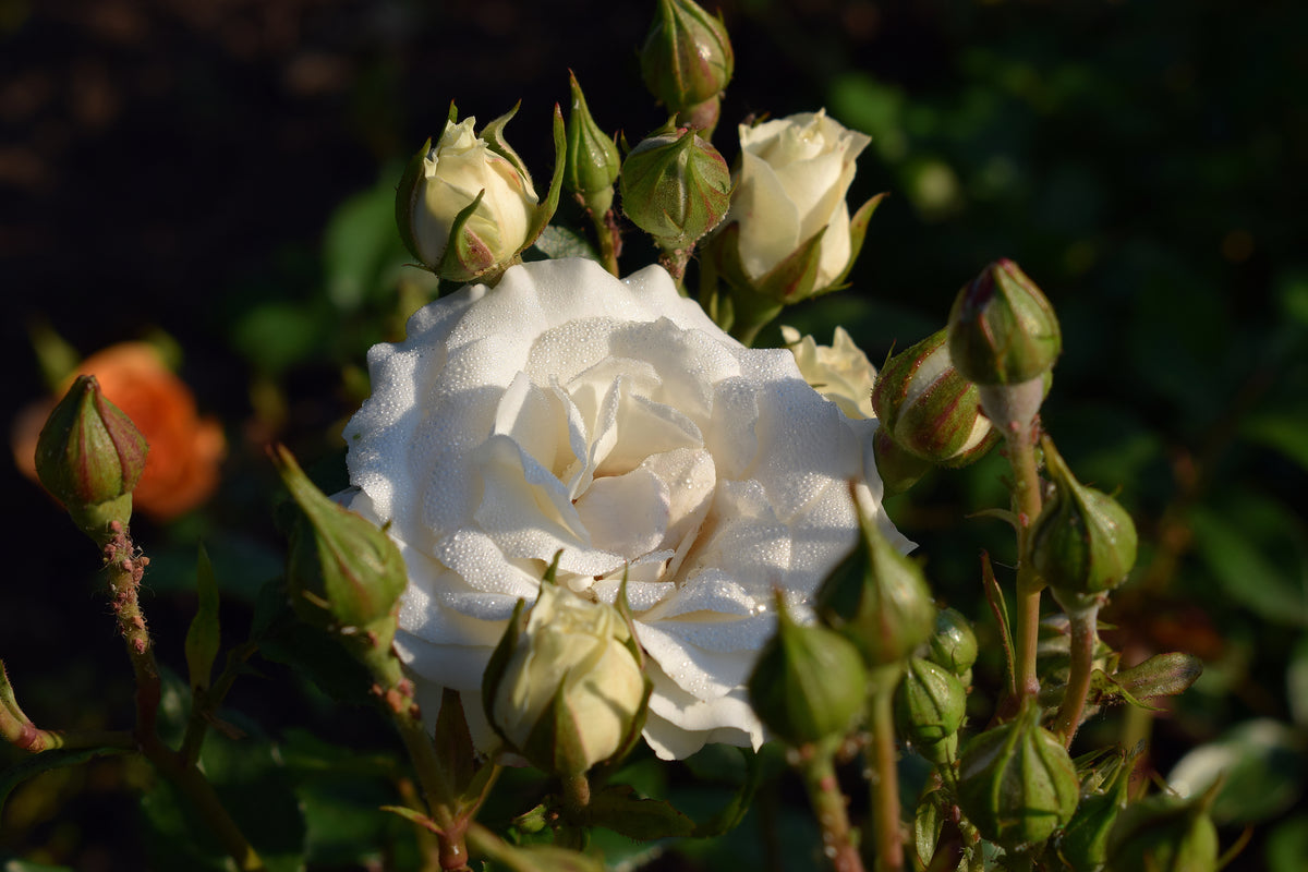 Rosa GRÅSTEN