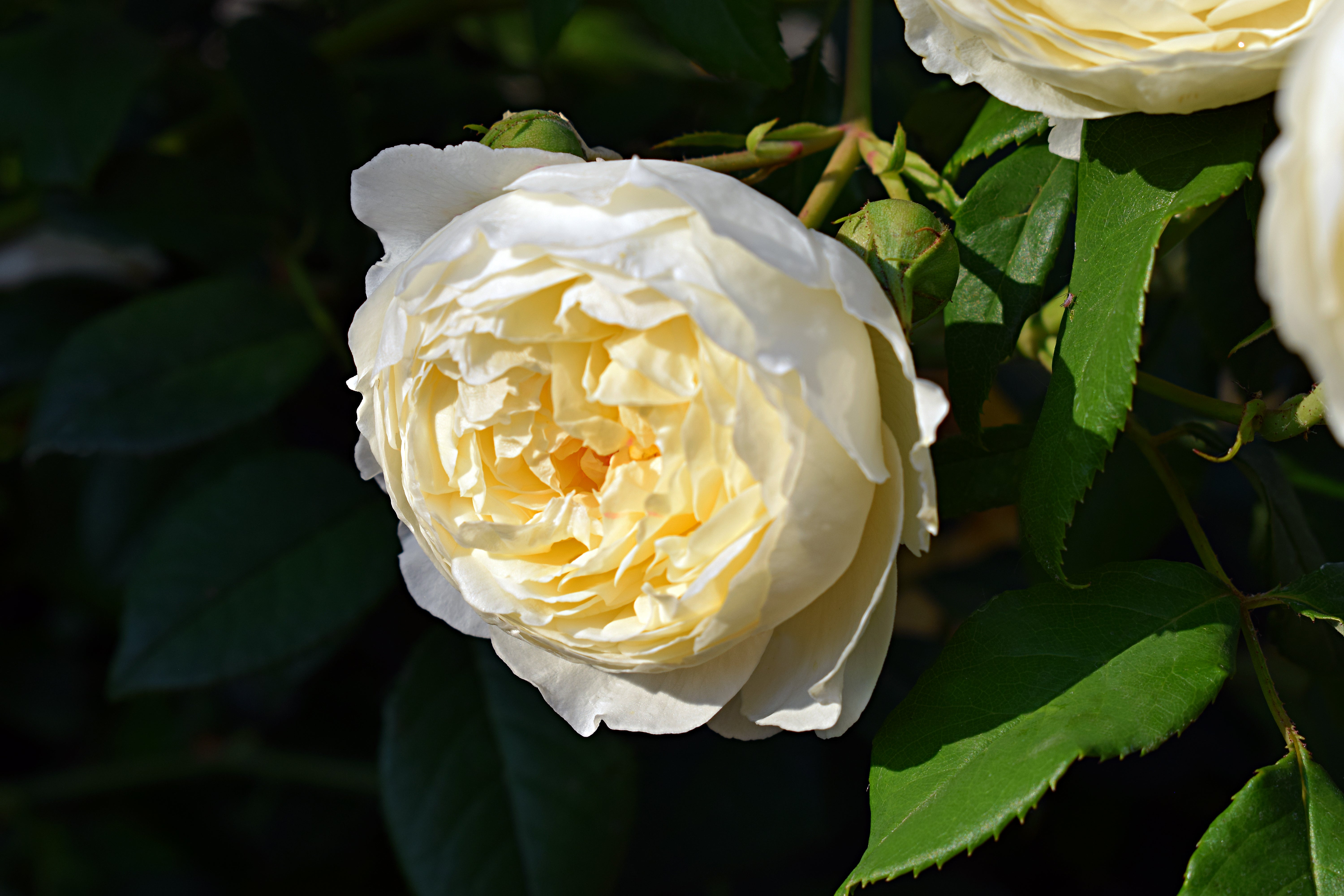 Rosa KRONPRINCESSE MARY