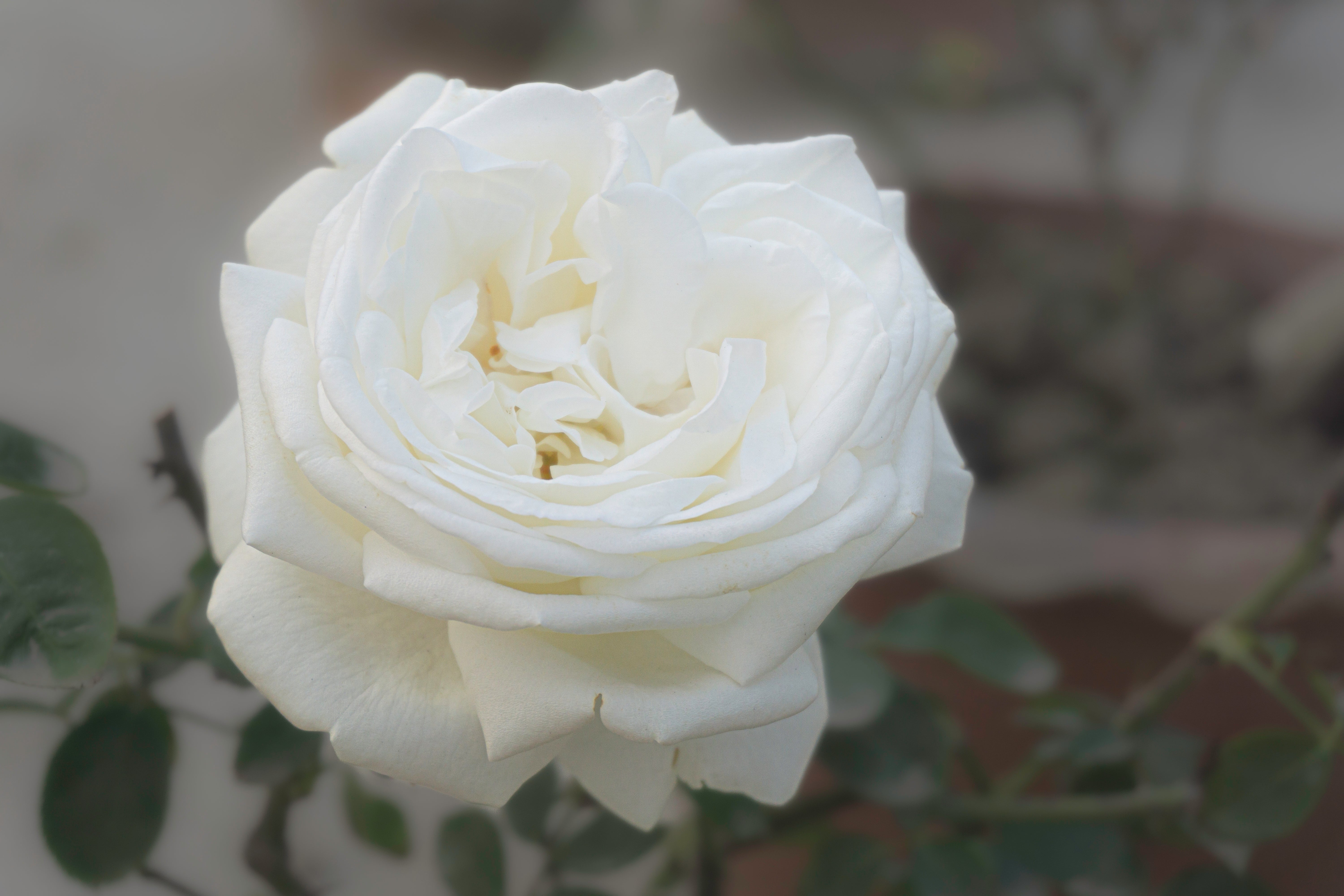 Rosa LA PALOMA '85