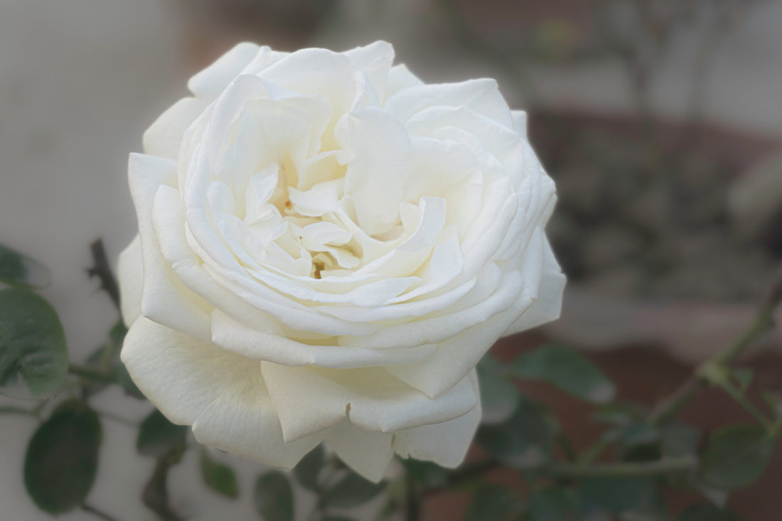 Rosa LA PALOMA '85