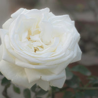 Rosa LA PALOMA '85
