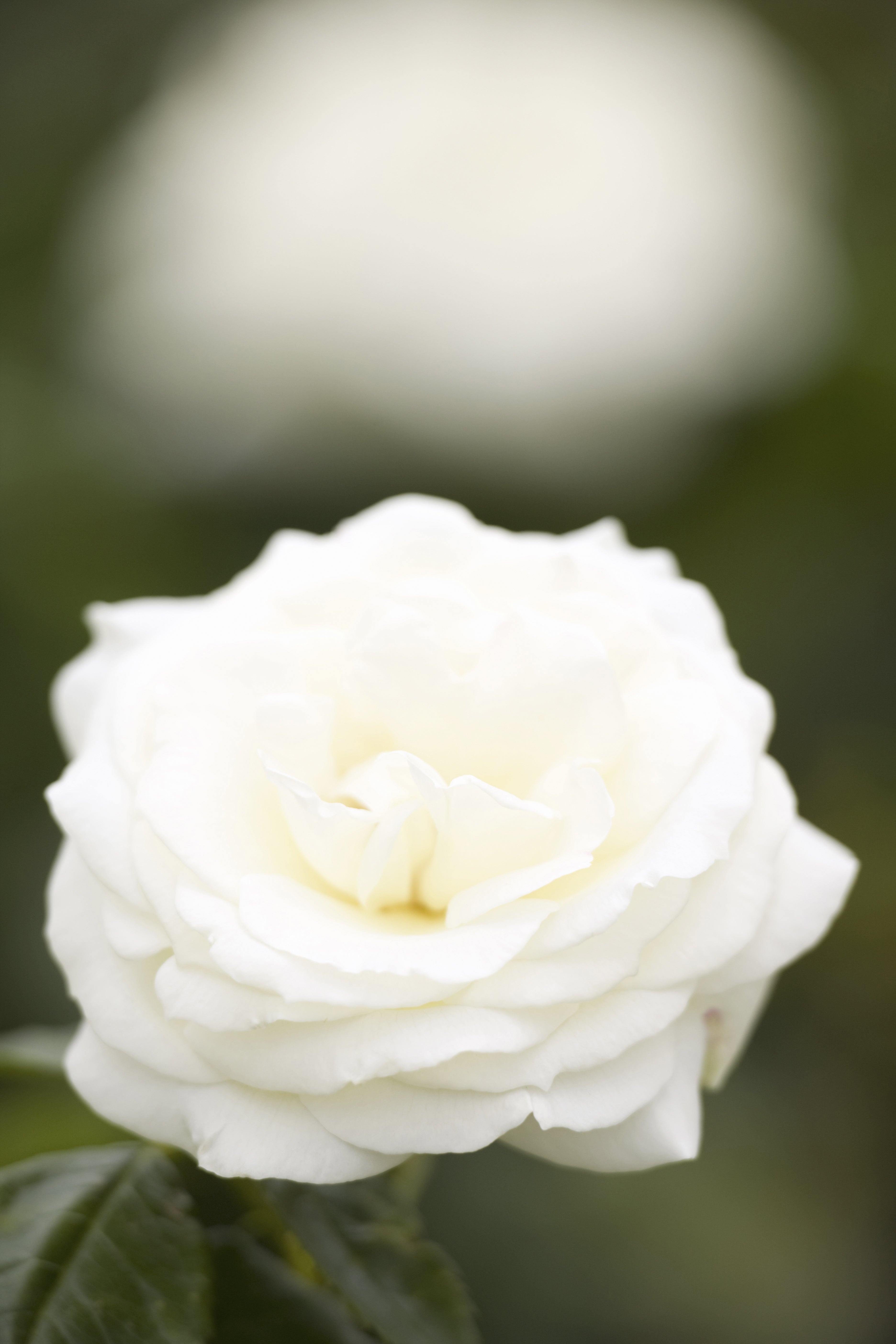 Rosa LA PALOMA '85