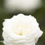 Rosa LA PALOMA '85