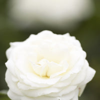 Rosa LA PALOMA '85