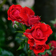 Rosa H. C. ANDERSEN