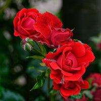 Rosa H. C. ANDERSEN