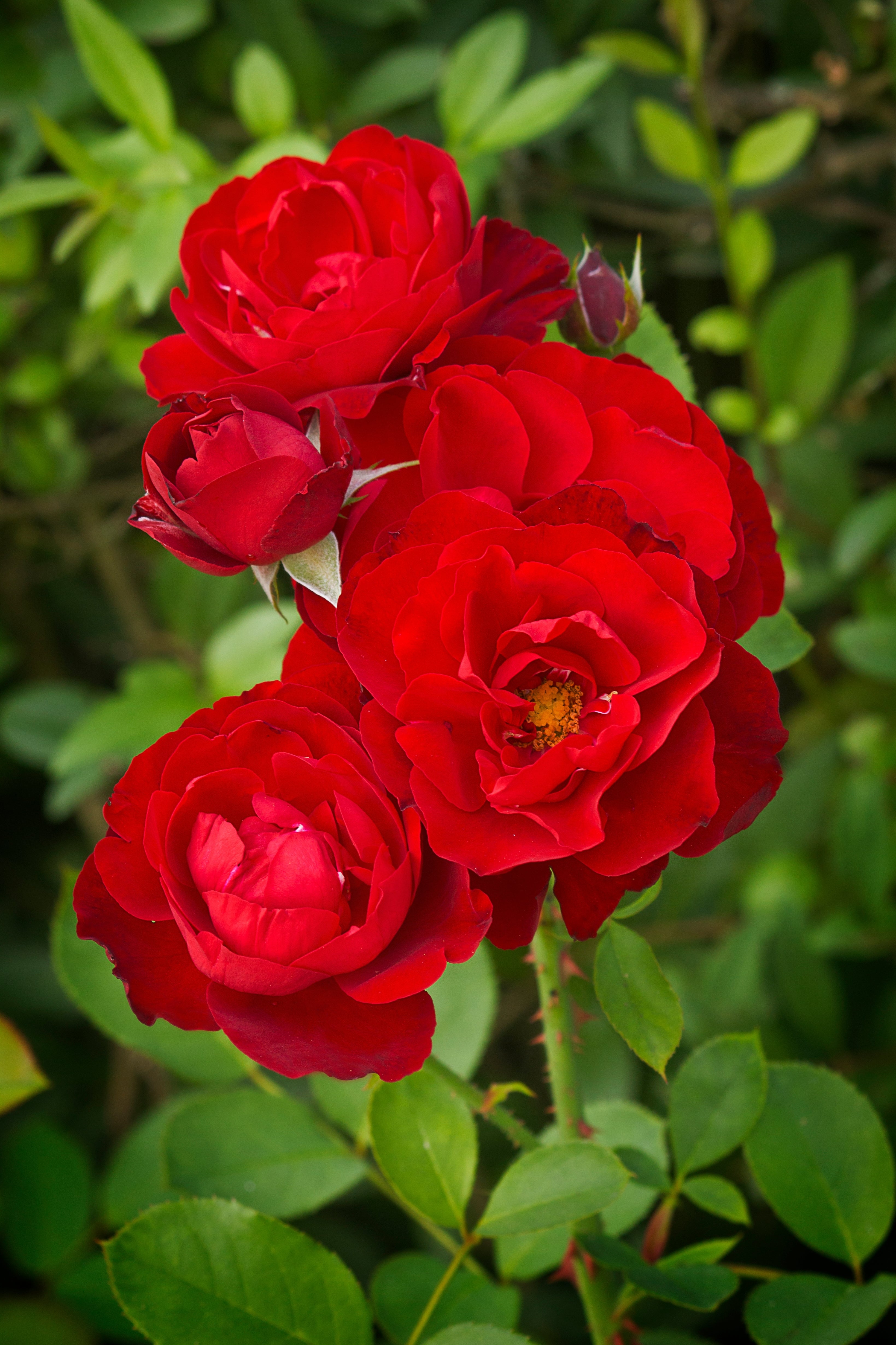 Rosa H. C. ANDERSEN