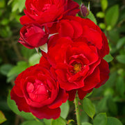 Rosa H. C. ANDERSEN