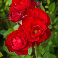 Rosa H. C. ANDERSEN