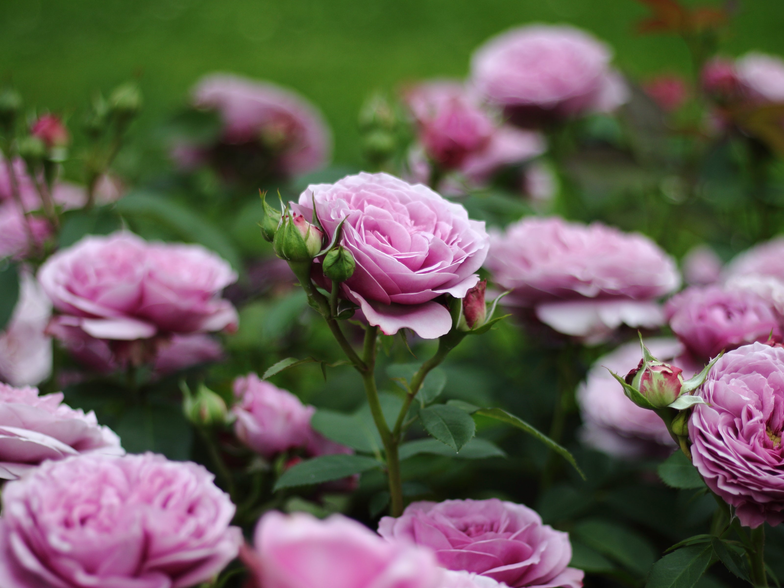 Rosa LAVENDER ICE®