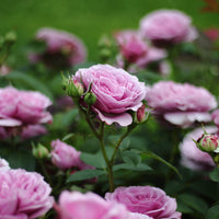 Rosa LAVENDER ICE®