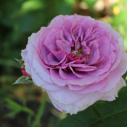Rosa LAVENDER ICE®