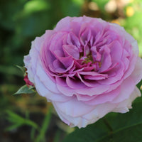 Rosa LAVENDER ICE®