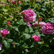 Rosa LAVENDER ICE®