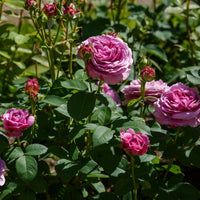 Rosa LAVENDER ICE®