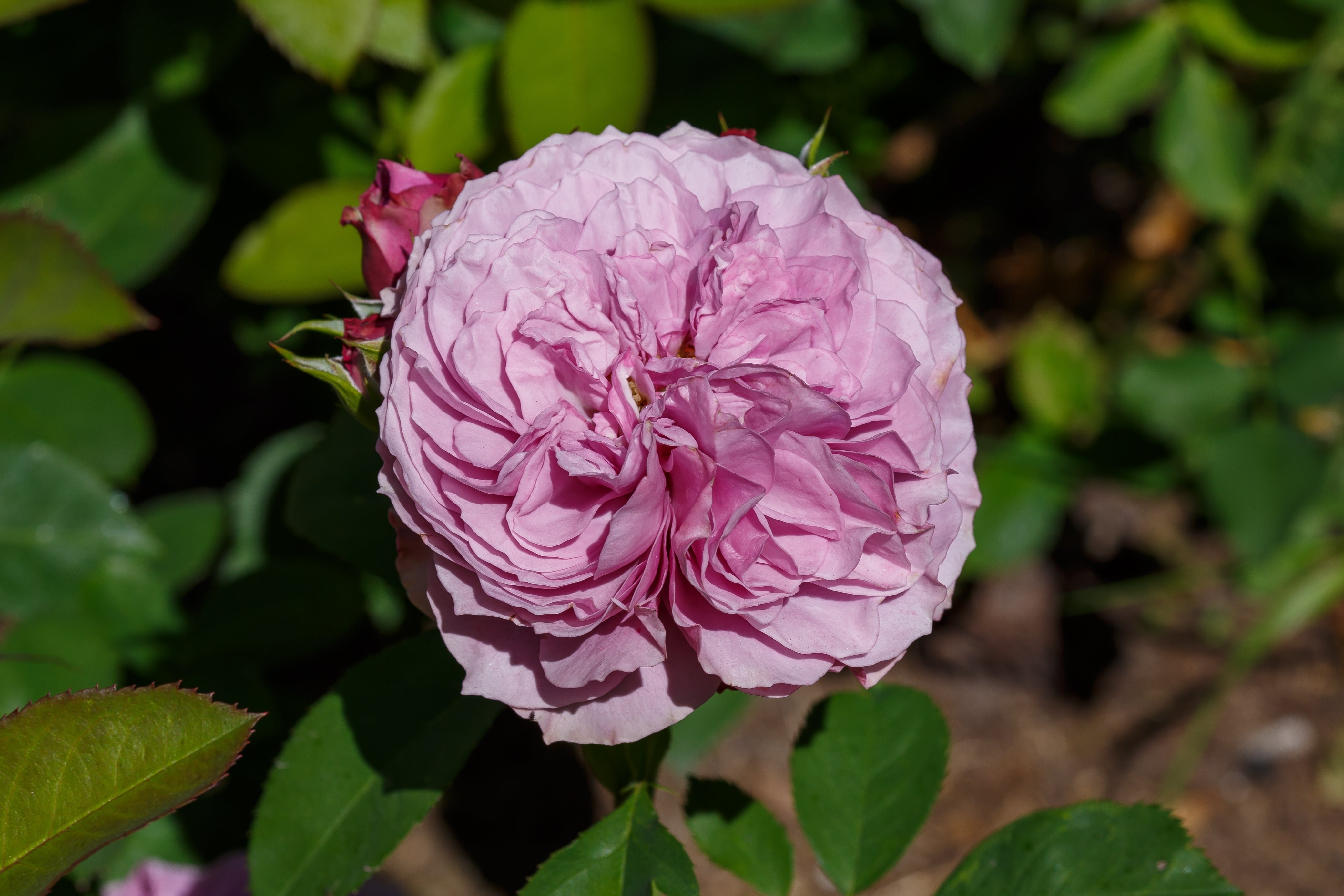 Rosa LAVENDER ICE®
