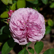 Rosa LAVENDER ICE®