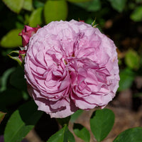 Rosa LAVENDER ICE®