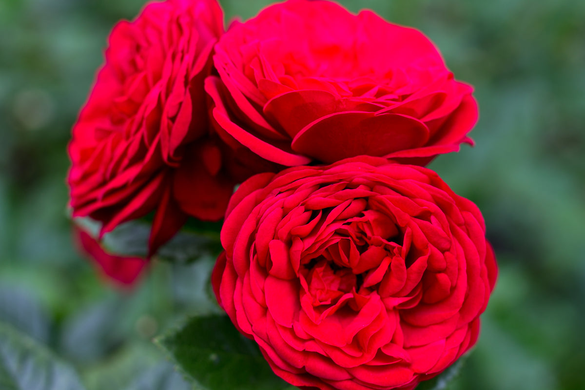 Rosa LOOK GOOD ... FEEL BETTER