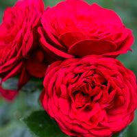 Rosa LOOK GOOD ... FEEL BETTER