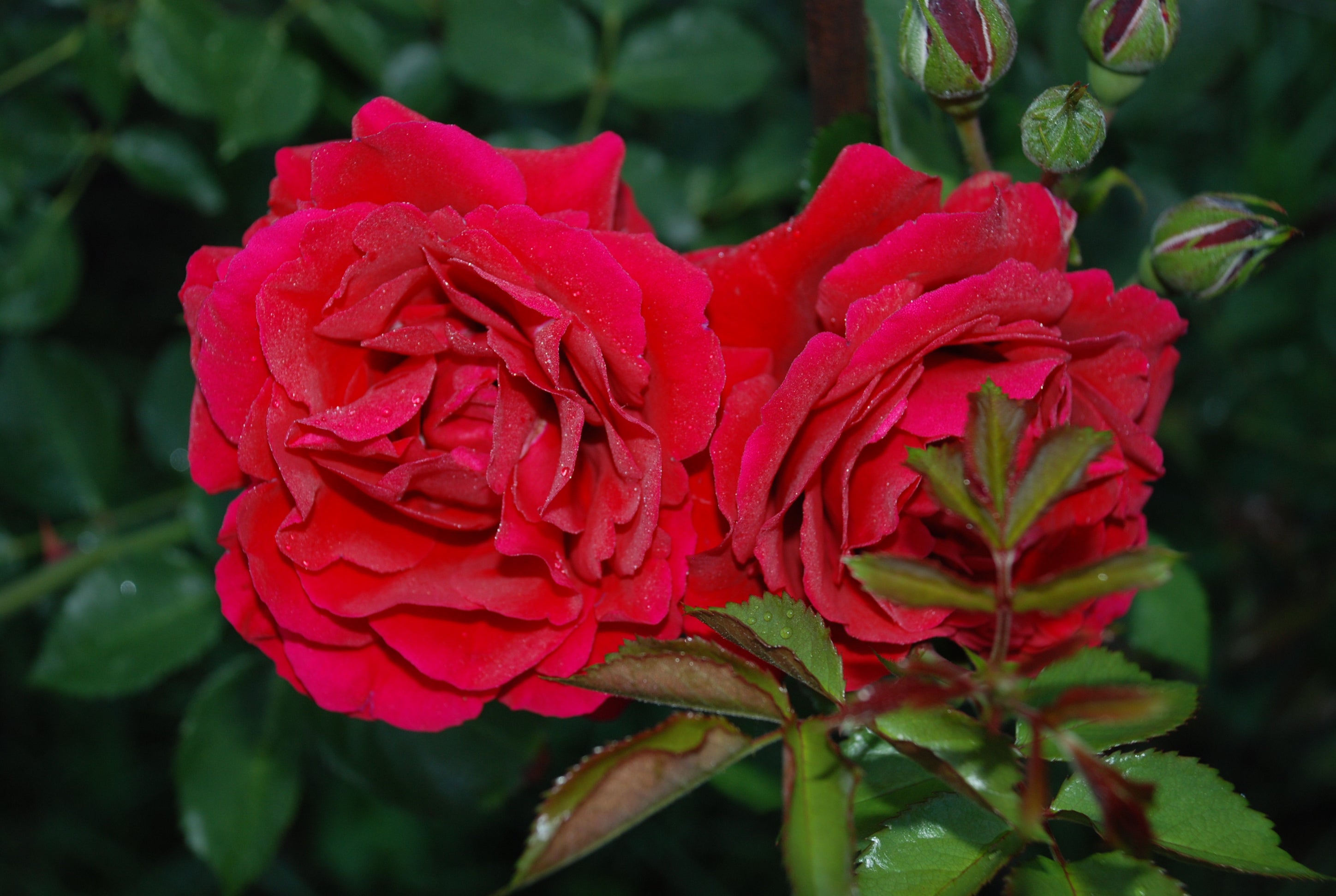Rosa LOOK GOOD ... FEEL BETTER