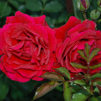 Rosa LOOK GOOD ... FEEL BETTER